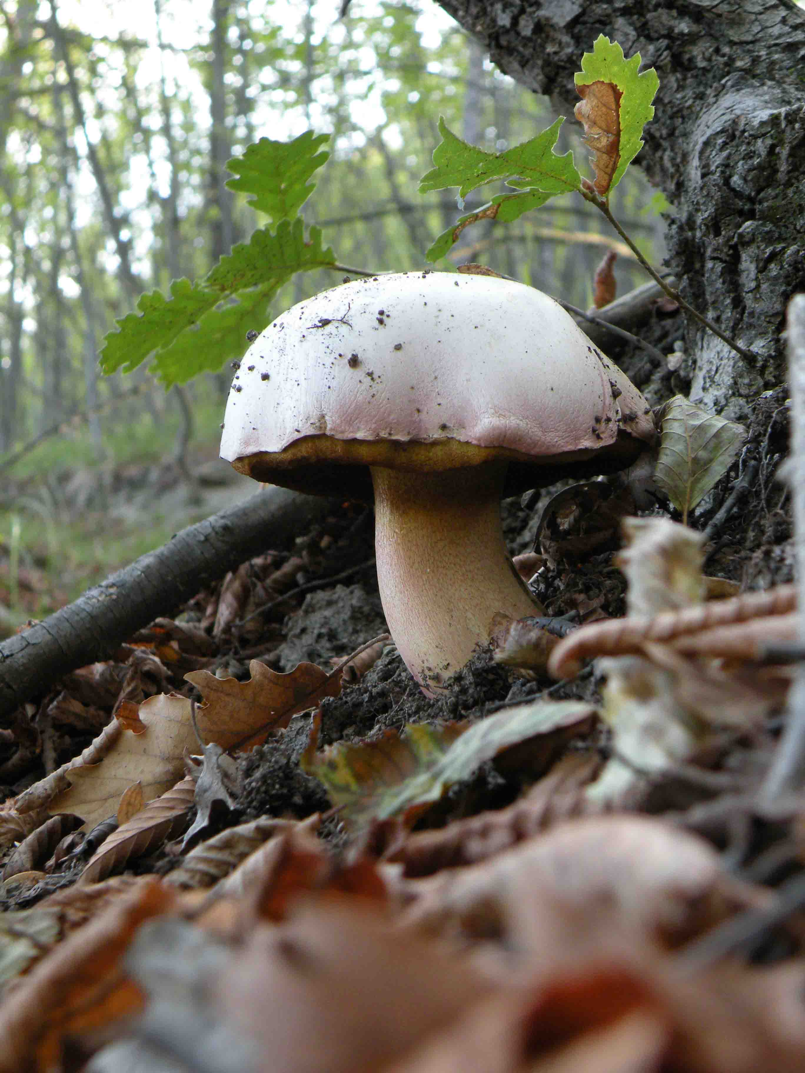 Funghi a Mombaldone (Langhe Astigiane)